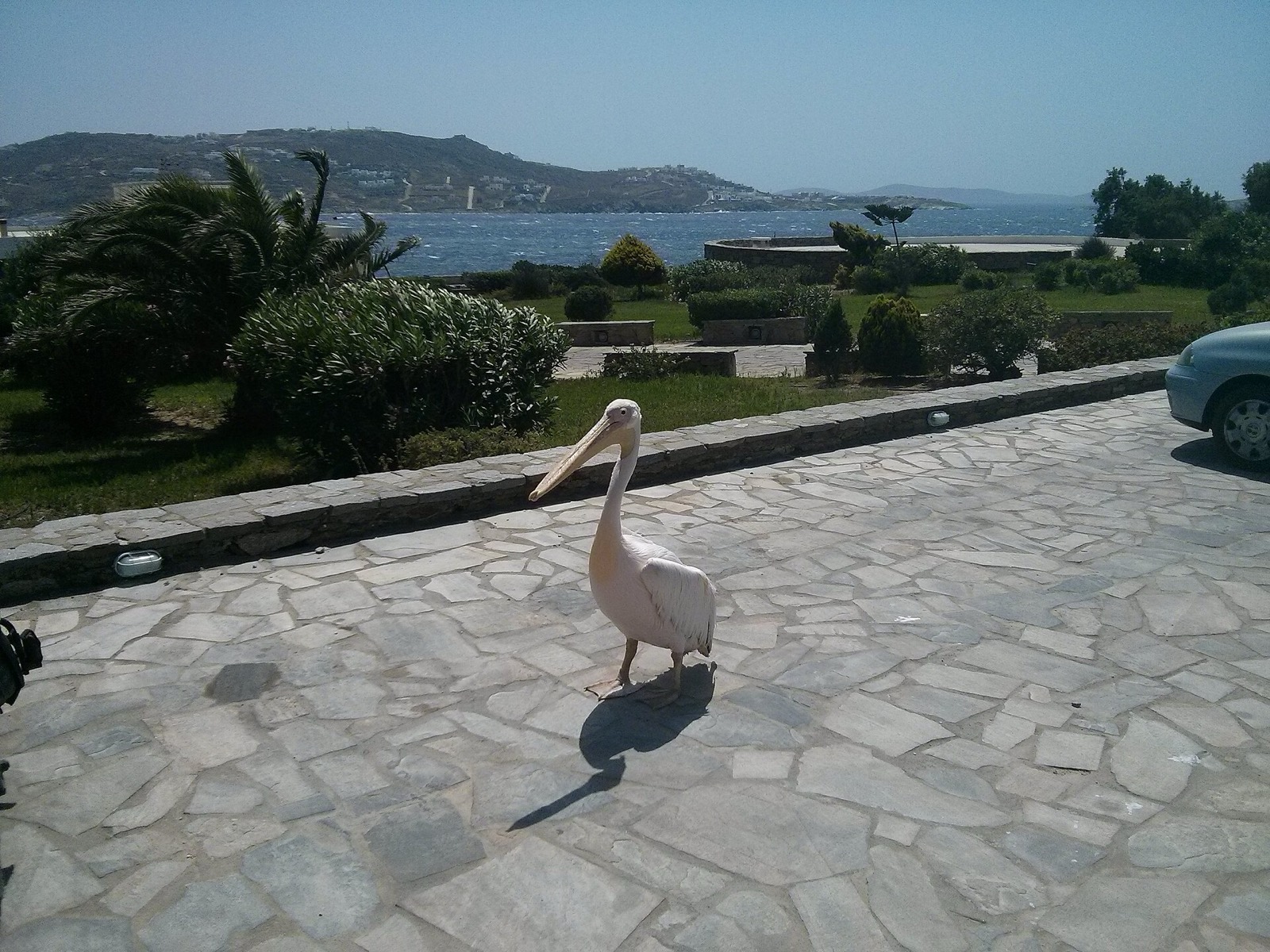 Petros il pellicano sul lungomare Chora